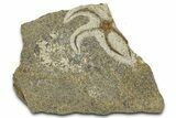 Ordovician Brittle Star (Ophiura) - Morocco #365293-1